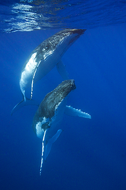 Pair of Humpback Whales, Megaptera novaeangliae, Moorea, French Polynesia