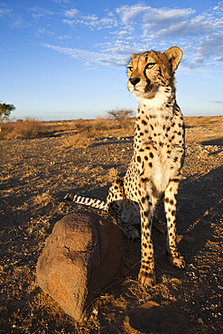 Male subadult Cheetah, Acinonyx jubatus, Kalahari Basin, Namibia