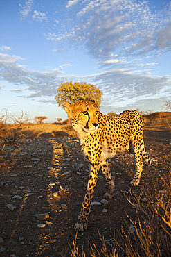 Male subadult Cheetah, Acinonyx jubatus, Kalahari Basin, Namibia