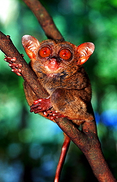 Philippine tarsier, Tarsius syrchta, Philippines, Bohol, Philippines Island