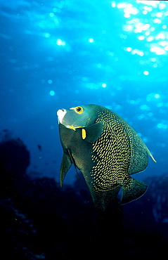 French Angelfish, Pomacanthus paru, Cuba, Caribbean Sea