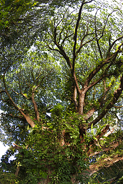 Vegetation of Kimbe Bay, New Britain, Papua New Guinea