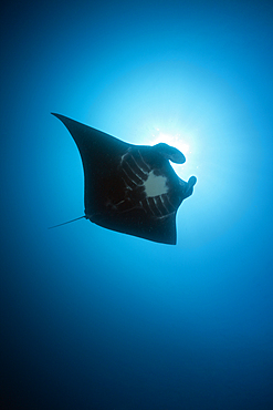 Black Manta Ray, Manta birostris, Kimbe Bay, New Britain, Papua New Guinea