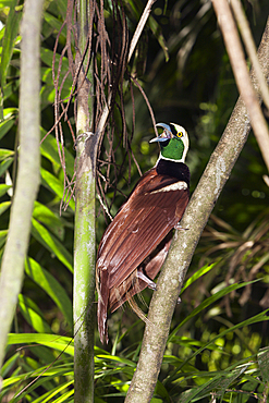 Raggiana Bird of Paradise, Paradisaea raggiana, Papua New Guinea