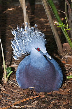 Victoria crowned pigeon, Goura victoria, Papua New Guinea