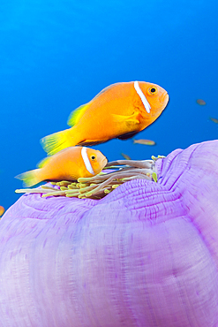 Maldives Anemonefishes, Amphiprion nigripes, Felidhu Atoll, Indian Ocean, Maldives