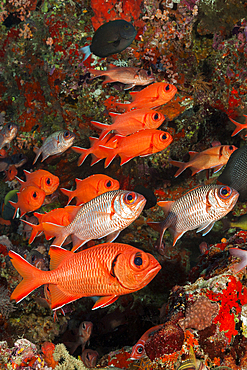 Shoal of Blotcheye Soldierfish, Myripristis murdjan, North Male Atoll, Indian Ocean, Maldives