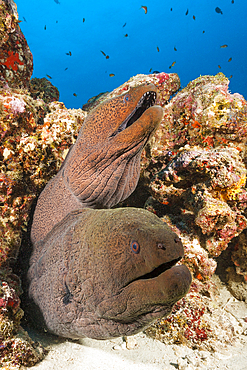 Pair of Giant Moray, Gymnothorax javanicus, North Male Atoll, Indian Ocean, Maldives