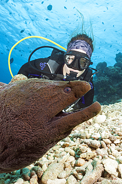 Scuba diver and Giant Moray, Gymnothorax javanicus, North Male Atoll, Indian Ocean, Maldives