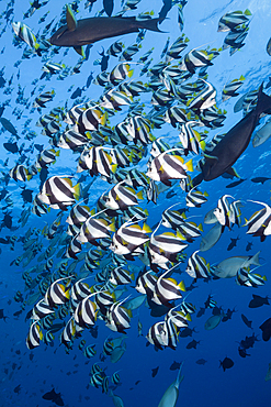 Shoal of Pennant Bannerfish, Heniochus diphreutes, North Male Atoll, Indian Ocean, Maldives