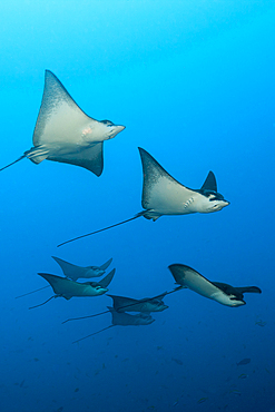 Group of Spotted Eagle Rays, Aetobatus narinari, Felidhu Atoll, Indian Ocean, Maldives