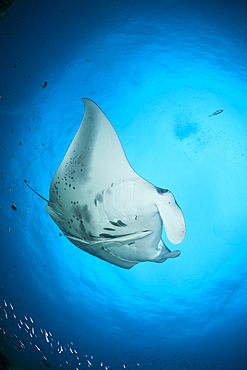 Reef Manta Ray, Manta alfredi, North Ari Atoll, Indian Ocean, Maldives