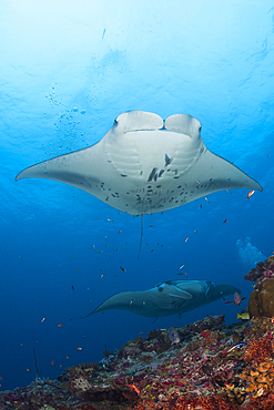 Reef Manta Ray, Manta alfredi, North Ari Atoll, Indian Ocean, Maldives