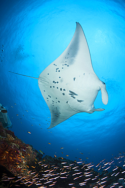 Reef Manta Ray, Manta alfredi, North Ari Atoll, Indian Ocean, Maldives