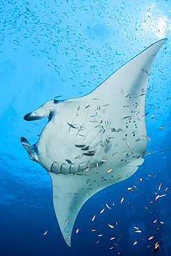 Reef Manta Ray, Manta alfredi, North Ari Atoll, Indian Ocean, Maldives