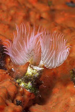 Tube Worm, Protula spec., Vis Island, Mediterranean Sea, Croatia