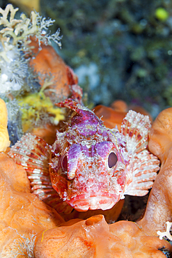 Small Rockfish, Scorpaena notata, Vis Island, Mediterranean Sea, Croatia