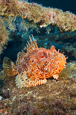 Red Scorpionfish at Teti Wreck, Scorpaena scrofa, Vis Island, Mediterranean Sea, Croatia