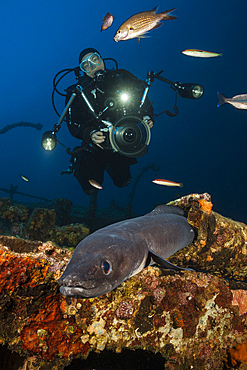 European Conger at Teti Wreck, Conger conger, Vis Island, Mediterranean Sea, Croatia