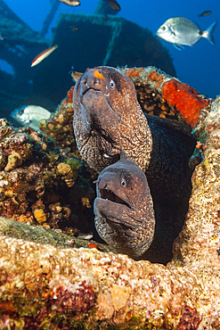 Pair of Brown Moray at Teti Wreck, Gymnothorax unicolor, Vis Island, Mediterranean Sea, Croatia