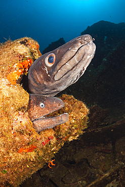 European Congeran Brown Moray at Teti Wreck, Conger conger, Vis Island, Mediterranean Sea, Croatia