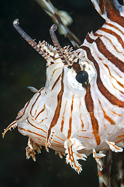 Common Lionfish, Pterois volitans, Raja Ampat, West Papua, Indonesia