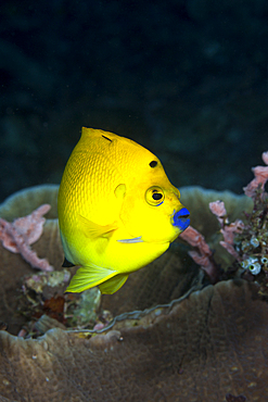 Threespot Angelfish, apolemichthys trimaculatus, Raja Ampat, West Papua, Indonesia