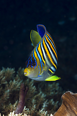 Regal Angelfish, Pygoplites diacanthus, Raja Ampat, West Papua, Indonesia