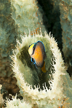 Splendid dottyback, Pseudochromis splendens, Raja Ampat, West Papua, Indonesia