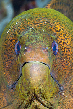 Giant Moray, Gymnothorax javanicus, Raja Ampat, West Papua, Indonesia