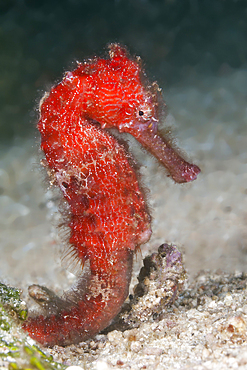 Estuary Seahorse, Hippocampus kuda, Raja Ampat, West Papua, Indonesia