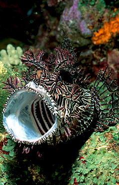 Merlet?s scorpionfish, Rhinopias aphanes, Australia, Pacific Ocean, Coral Sea