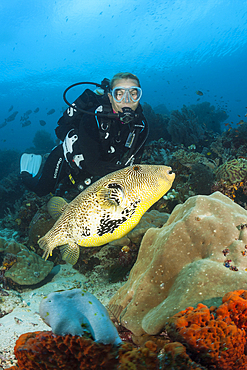 Map Puffer and Scuba diver, Arothron mappa, Raja Ampat, West Papua, Indonesia