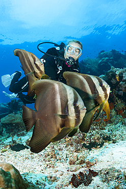 Scuba diver and Group of Longfin Batfish, Platax teira, Raja Ampat, West Papua, Indonesia