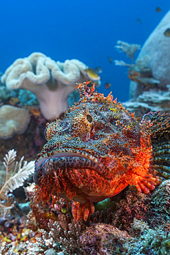 Tassled Scorpionfish, Scorpaenopsis oxycephalus, Raja Ampat, West Papua, Indonesia