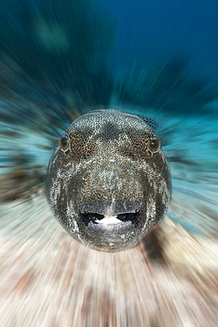 Star Puffer, Arothron stellatus, Raja Ampat, West Papua, Indonesia