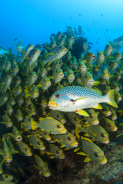 Shoal of Yellow-ribbon Sweetlips, Plectorhinchus polytaenia, Raja Ampat, West Papua, Indonesia