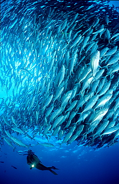 Bigeye trevally and scuba diver, Caranx sexfasciatus, Australia, Pacific Ocean, Great Barrier Reef