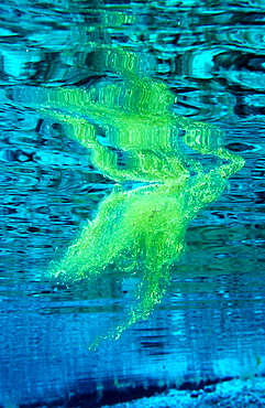 algae drifts in water, Austria, Tirol