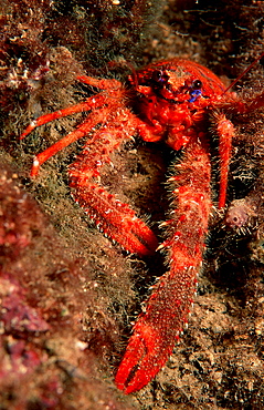 crab, Galathea strigosa, Croatia, Istria, Mediterranean Sea