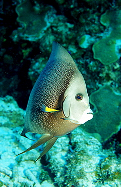 Gray Angelfish, Pomacanthus arcuatus, Mexico, Mexiko, Yucatan, Caribbean, Sea