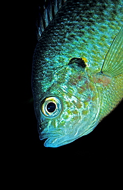 Pumpkinseed Sunfish, Pumpkinseed sunfish, Punkies, Yellow sunfish, Lepomis gibbosus, North america, america, USA, Florida