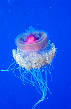 Crown jellyfish, Netrostoma setouchina, Egypt, Red Sea, Hurghada