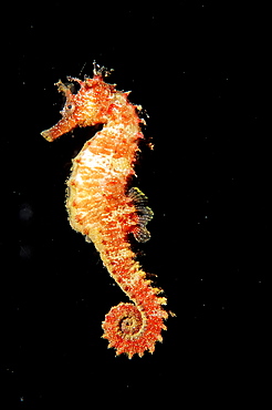 Speckled Seahorse, Long-snouted seahorse, Hairy Seahorse, Hippocampus guttulatus, Spain, Mallorca, Mediterranean Sea