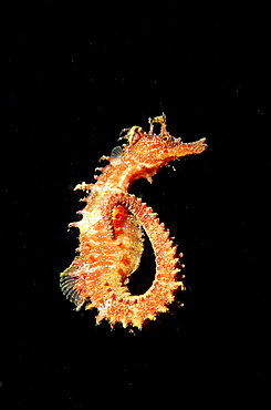 Speckled Seahorse, Long-snouted seahorse, Hairy Seahorse, Hippocampus guttulatus, Spain, Mallorca, Mediterranean Sea