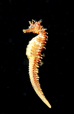 Speckled Seahorse, Long-snouted seahorse, Hairy Seahorse, Hippocampus guttulatus, Spain, Mallorca, Mediterranean Sea