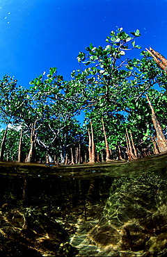 Mangroves, Mangrove trees, Papua New Guinea, Pacific ocean