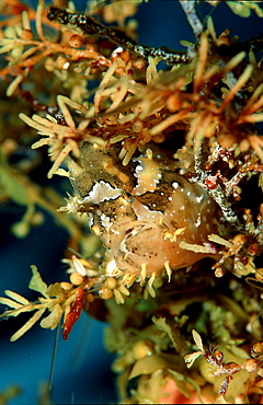 Sargassum frogfish, Histrio histrio, Papua New Guinea, Pacific ocean