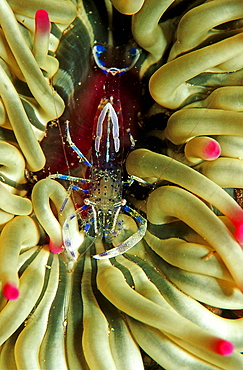 partner shrimp on Snakelocks anemone, Periclimenes sagittifer, Croatia, Istria, Mediterranean Sea