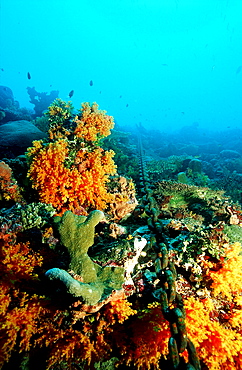 chain cable destroys coral reef, Papua New Guinea, Pacific Ocean